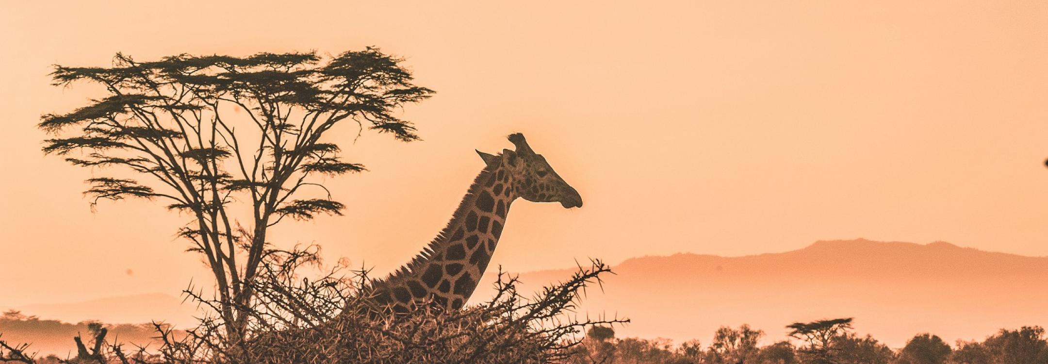 harshil-gudka-kfxEUCTUeyg-unsplash.jpg harshil-gudka-kfxEUCTUeyg-unsplash.jpg