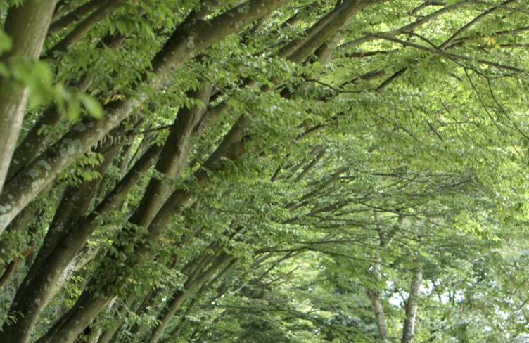 Trees.jpg Trees.jpg